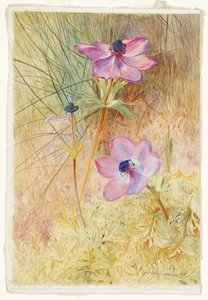 Florentiner Wildanemonen von Henry Roderick Newman