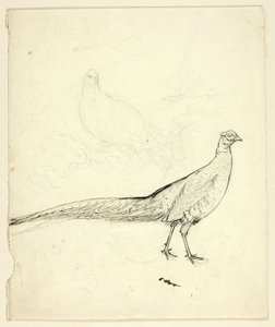 Zwei Skizzen eines Fasans (recto); Skizze von Fasanen und weiblichem Akt (verso) von Henry Stacy Marks