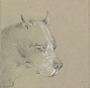 Kopf und Schultern eines Boxerhundes (Graphit mit Weiß auf Papier) von Henry Thomas Alken