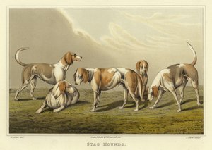 Hirschhunde (Chromolithographie) von Henry Thomas Alken