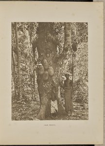 Jakobfrucht von Henry W. Cave