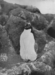Ein mausernder Pinguin, ca. 1911, 1913