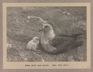 Eine Raubmöwe mit ihrem Küken von Herbert Ponting