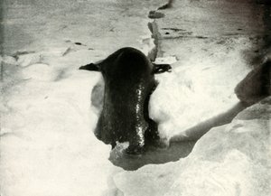 Ein Weddellrobbe steigt auf das Eis von Herbert Ponting