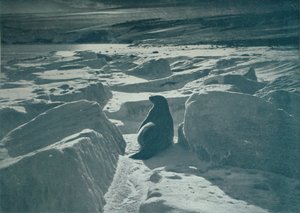 Ein Weddellrobbe am Strand, ca. 1911 von Herbert Ponting