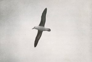 Albatros im Flug von Herbert Ponting