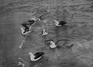 Albatrosse auf Nahrungssuche im Kielwasser der Terra Nova, ca. 1910-1913, 1913 von Herbert Ponting