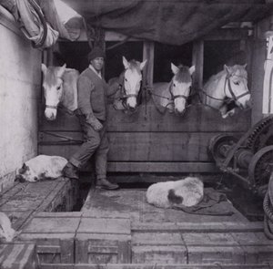 Captain Oates mit Ponys und Hunden auf See