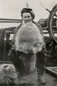 D. G. Lillie mit einigen der Kieselschwämme
