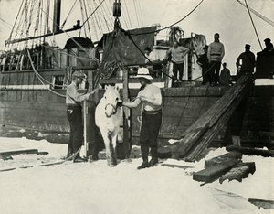 Entladen der Ponys, ca. 1910-1913, 1913 von Herbert Ponting
