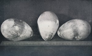 Kaiserpinguineier von Cape Crozier, 1911, 1913 von Herbert Ponting