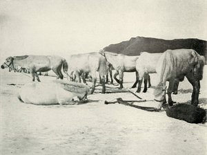 Ponys auf dem Meereis angebunden, um 1910-1913, 1913 von Herbert Ponting