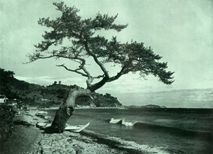 Der Baum und die Welle