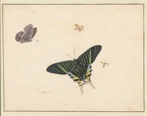 Drei Schmetterlinge und eine Wespe oder Fliege