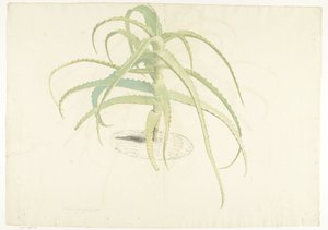 Aloe perfoliata von Herman Saftleven