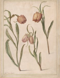 Studie von drei Schachbrettblumen, 1683 von Herman Saftleven the Younger