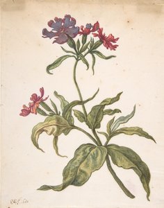 Studie einer roten Lichtnelke Lychnis hirsuta, 1680