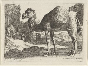Kamele