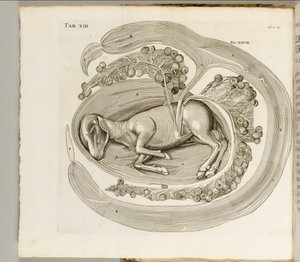 Ein Tier im Mutterleib, 1738 von Hieronymus Fabricius ab Aquapendente
