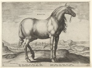 Pferd aus Griechenland (Achivus)
Pferderassen aus den königlichen Ställen von Don Juan von Österreich (Serientitel) von Hieronymus Wierix