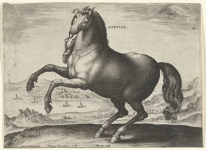 Pferd aus Süditalien (Appulus)
Pferderassen aus den königlichen Ställen von Don Juan von Österreich (Serientitel) von Hieronymus Wierix