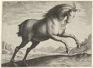 Pferd der Rasse Equus Regius (der Königliche) von Hieronymus Wierix