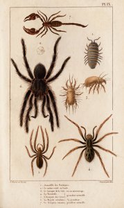 Amardille der Geschäfte, der Sascopte der Krätze, die Tarantel, die Araignée der Krätze, die Mygale, der Skorpion. aus „Fauna der Ärzte oder Geschichte der Tiere und ihrer Produkte von Hippolyte Cloquet“ - Band 6 - 1825
