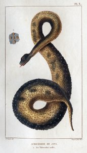 Java-Akrochord. Seine isolierten Tuberkel. Fauna der Ärzte oder Geschichte der Tiere und ihrer Produkte von Hippolyte Cloquet - Band 6 - 1825.