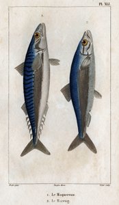 Makrele und Hering. Tafel aus „Fauna der Ärzte oder Geschichte der Tiere und ihrer Produkte“ von Hippolyte Cloquet
