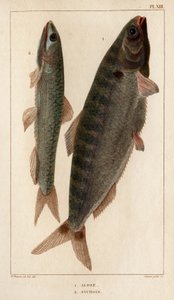 Schat und Sardellen. aus „Fauna der Ärzte oder Geschichte der Tiere und ihrer Produkte von Hippolyte Cloquet“ - Band 6 - 1825 von Hippolyte Cloquet