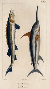 Stör und Schwertfisch. Fauna der Ärzte oder Geschichte der Tiere und ihrer Produkte von Hippolyte Cloquet - Band 6 - 1825. von Hippolyte Cloquet
