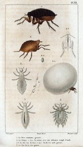 Die Gemeine Laus, der Floh. „Fauna der Ärzte oder Geschichte der Tiere und ihrer Produkte von Hippolyte Cloquet“ - Band 6 - 1825 von Hippolyte Cloquet