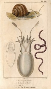 Die gemeine Schnecke, der gewöhnliche Tintenfisch, sein Knochen, der gemeine Regenwurm. in „Fauna der Docks oder Geschichte der Tiere und ihrer Produkte von Hippolyte Cloquet“ - Band 6 - 1825. von Hippolyte Cloquet