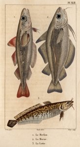 Der Wittling, der Kabeljau und der Quappe. Fauna der Ärzte oder Geschichte der Tiere und ihrer Produkte von Hippolyte Cloquet - Band 6 - 1825. von Hippolyte Cloquet