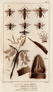 Verschiedene Bienen. aus „Fauna der Ärzte oder Geschichte der Tiere und ihrer Produkte von Hippolyte Cloquet“ - Band 6 - 1825 von Hippolyte Cloquet