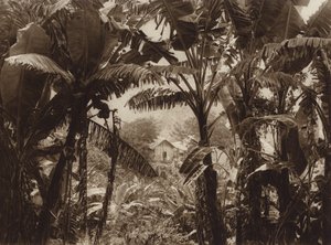 Mexiko: Atoyac, Bananen von Hugo Brehme