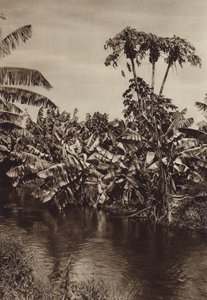 Mexiko: Bananen und Papayas, Bundesstaat Vera Cruz von Hugo Brehme