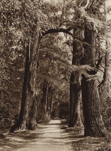 Mexiko: Hauptstadt Mexiko, Chapultepec Park, Alameda der Philosophen von Hugo Brehme