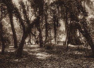 Mexiko: Idyllischer Ort im Chapultepec Park von Hugo Brehme