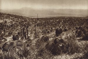 Mexiko: Sierra de Tehuacan, Im Vordergrund "Echinocactus grandis" von Hugo Brehme