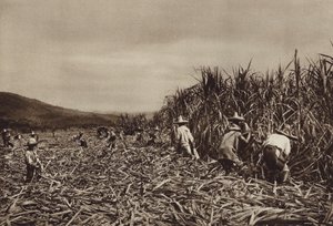 Mexiko: Tamasopo, Zuckerrohrernte von Hugo Brehme