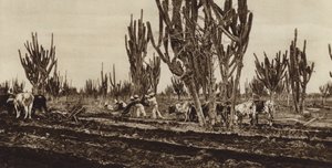 Mexiko: Feldarbeiten, Bundesstaat Sinaloa von Hugo Brehme