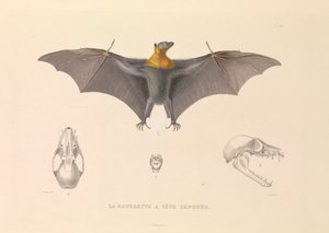Der Graukopf-Flughund von Hyacinthe Yves Philippe (1781 1846) Potentien