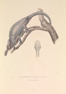 Der Gabelnasen-Chamäleon von Hyacinthe Yves Philippe (1781 1846) Potentien