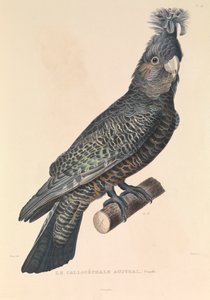 Der australische Callicéphale