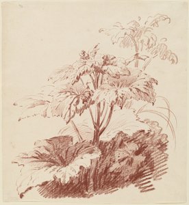 Blühende Pflanze mit Knospen von I Jean Baptiste Hüet