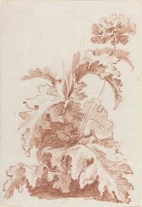 Blühender Mohn