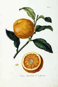 Orangenfrucht, Citrus Aurantium, Fructus von Ignaz (after) Strenzl
