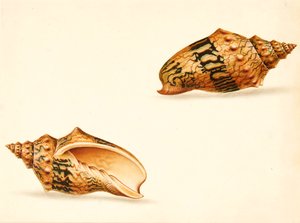 Muschelstudie von Ignaz Von (manner of) Born