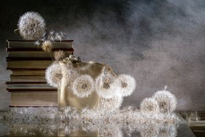 Zartes Löwenzahn Stillleben